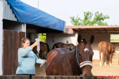 Horse Cough Treatment