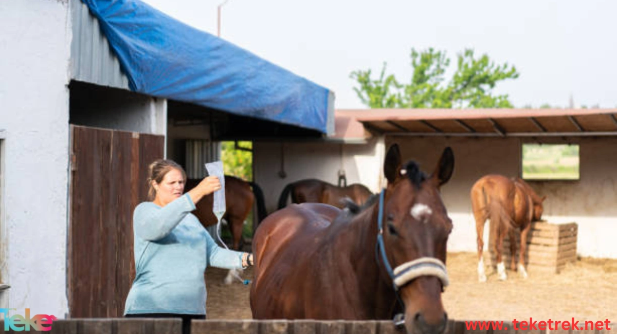 Horse Cough Treatment