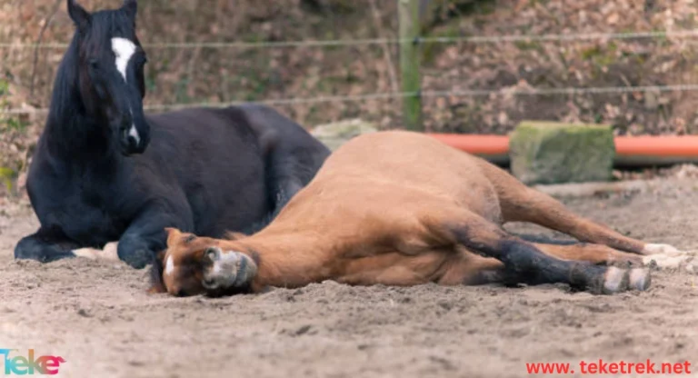 Horse strangulation