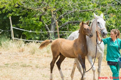 Anorexia in horses