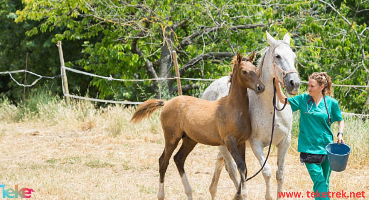 Anorexia in horses