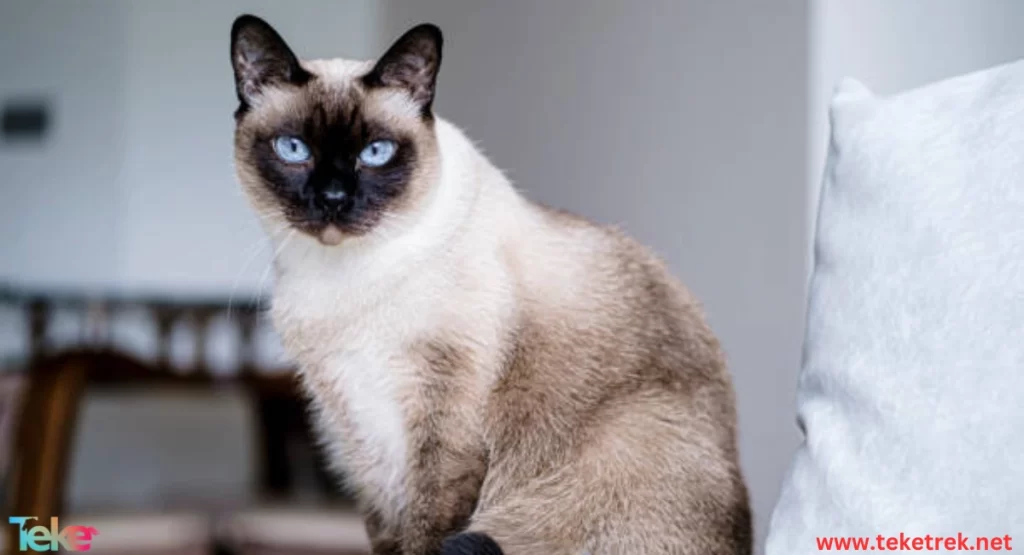 Distinctive Cat Breeds