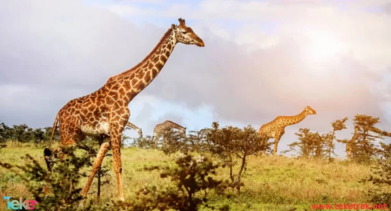 The best places in the world to see wild animals
