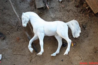 Causes of Horse Death