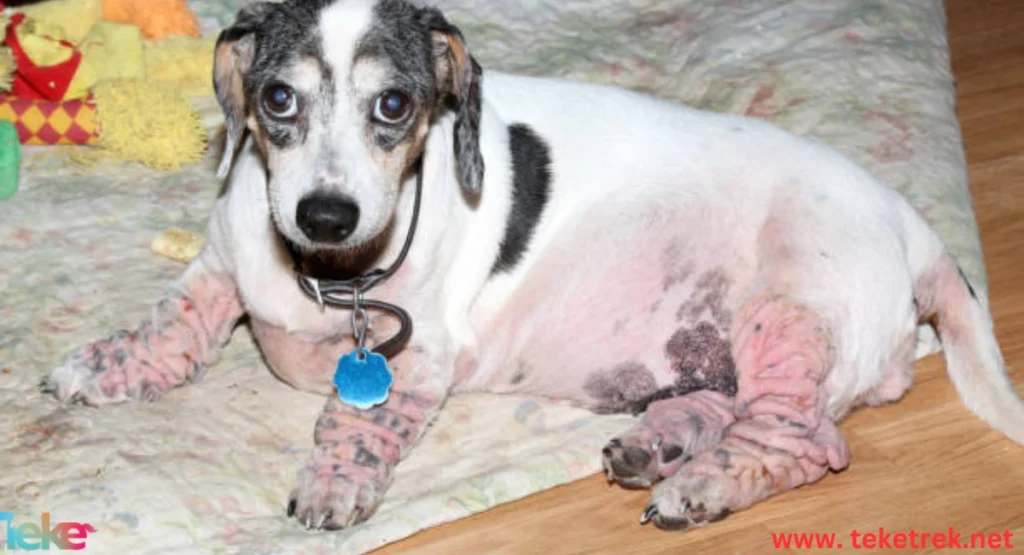 Skin diseases in dogs