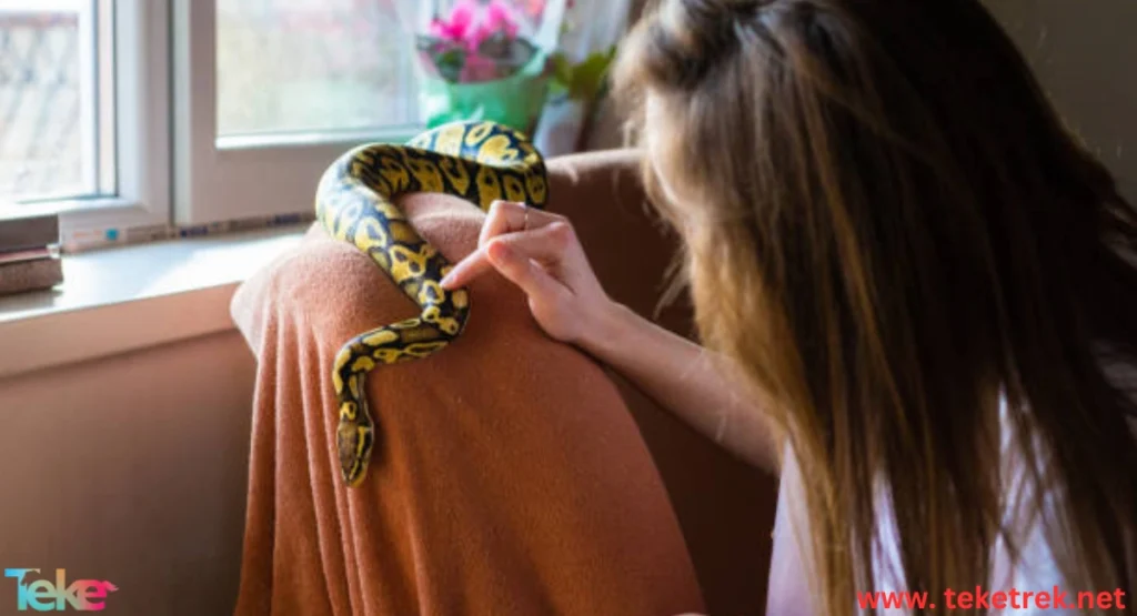 How to Care for a Pet Snake