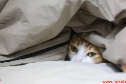 Why do cats like to hide