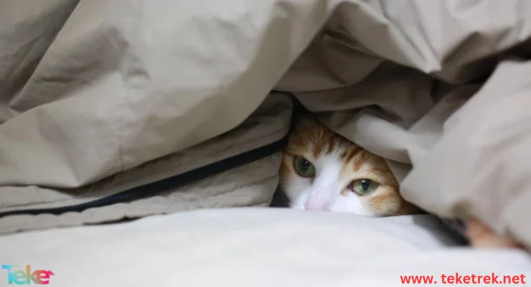 Why do cats like to hide