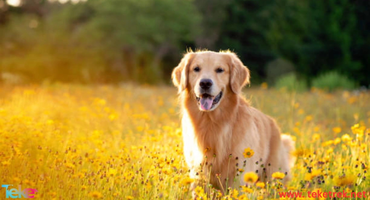 Best Dog Breeds for Families