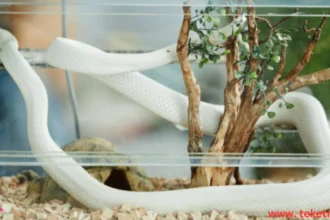 How to Care for a Pet Snake