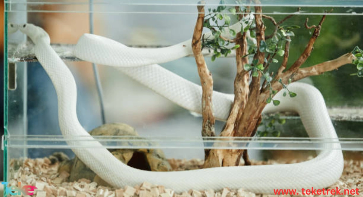 How to Care for a Pet Snake