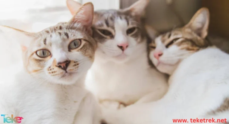 The Friendliest Cat Breeds