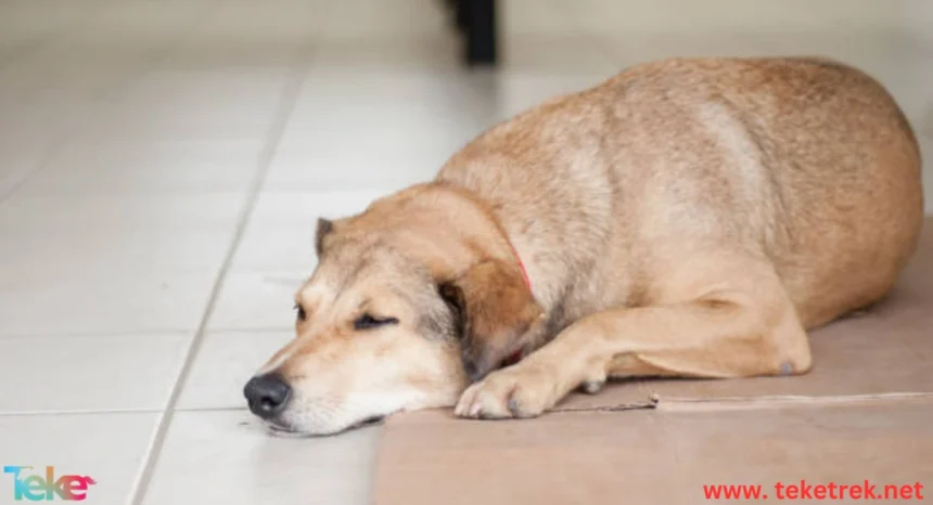 How long does a dog live?