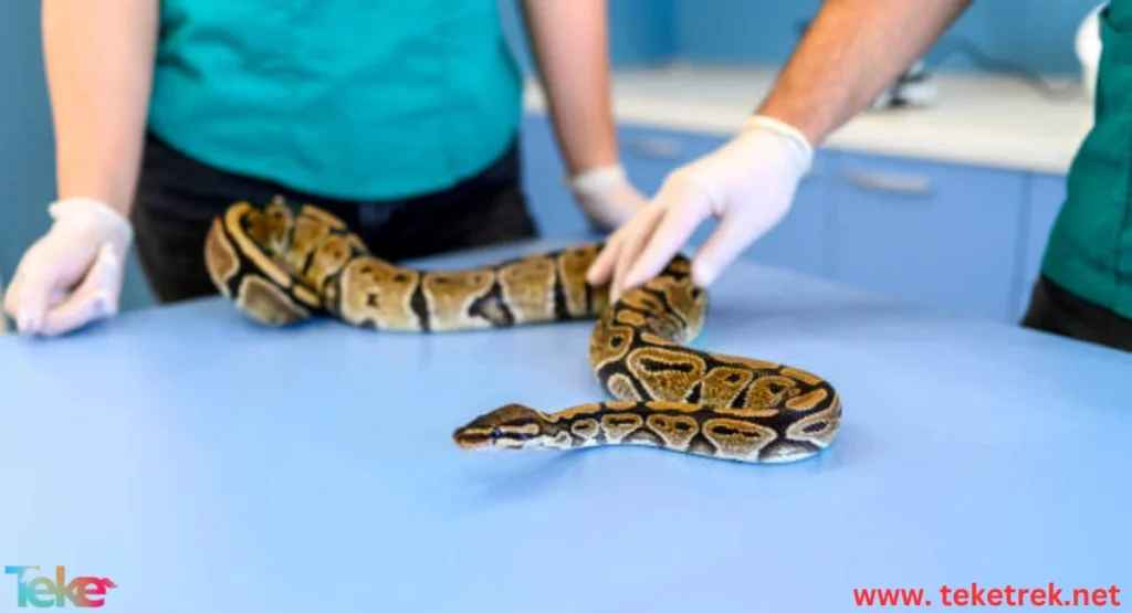 How to Care for a Pet Snake