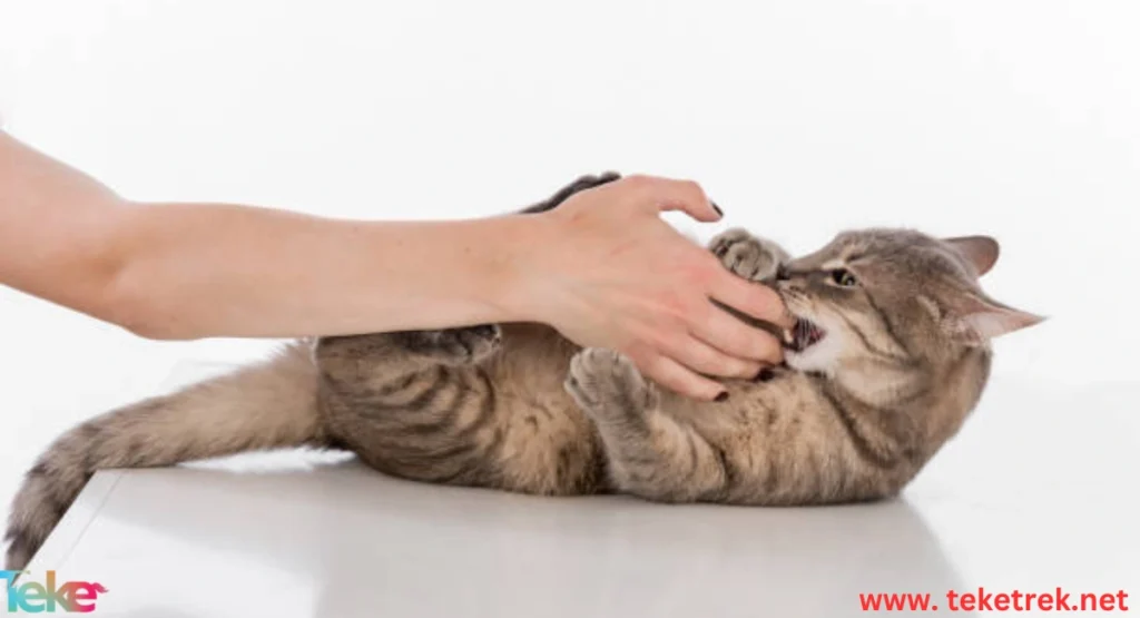 How to deal with cat aggression