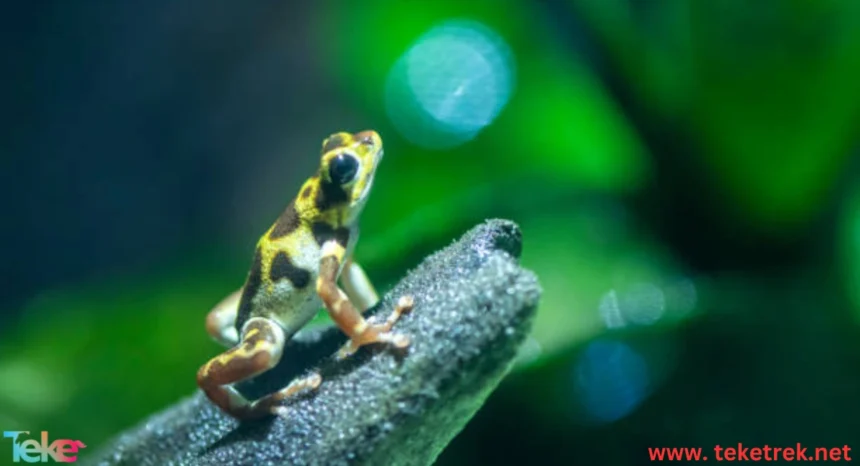 Poison Dart Frogs