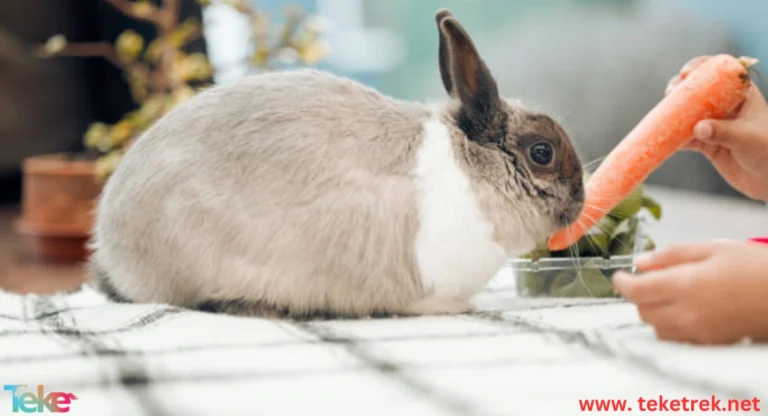 Raising Rabbits at Home