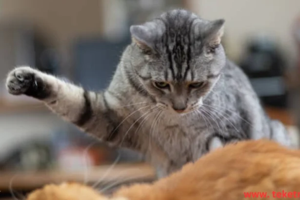 How to deal with cat aggression