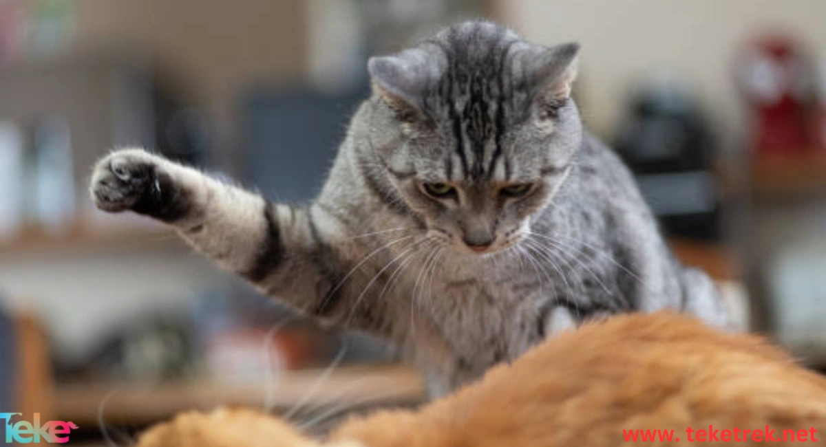 How to deal with cat aggression