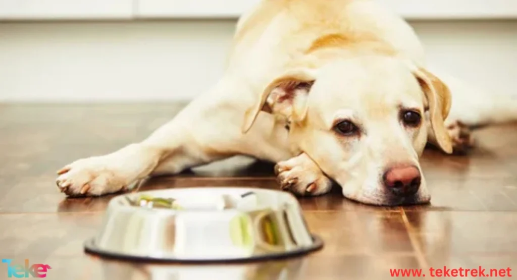 Causes of Loss of Appetite in Dogs