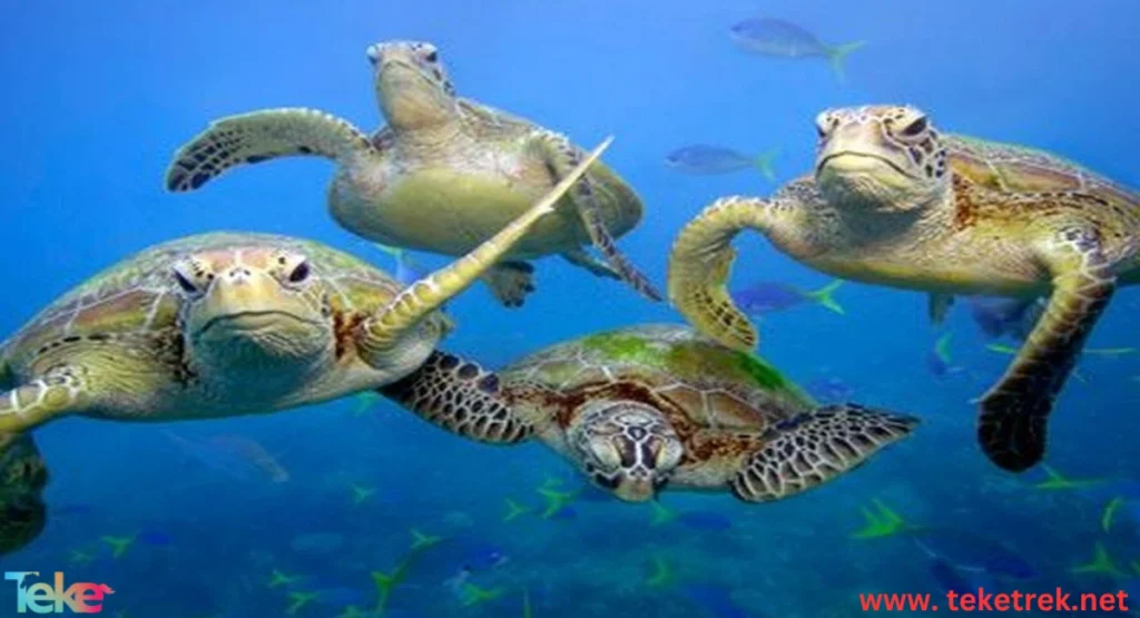 Marine Animals