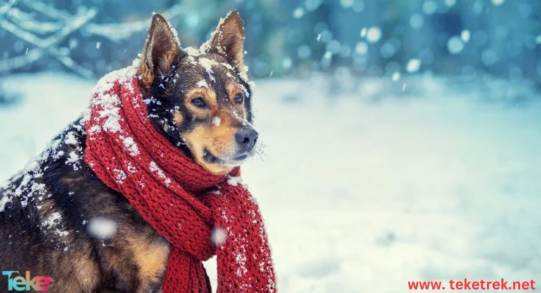 Pet Care in Winter