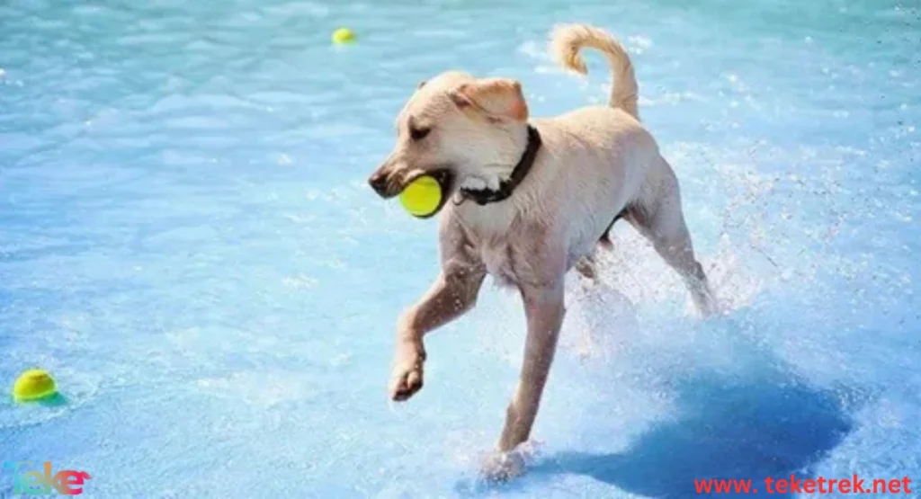 Dog Care in Summer