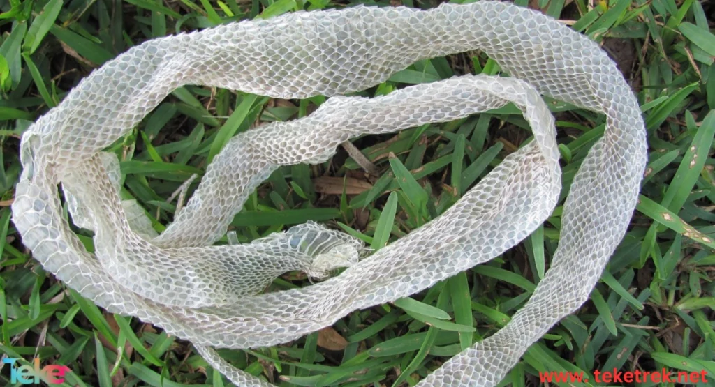 How to change snake skin