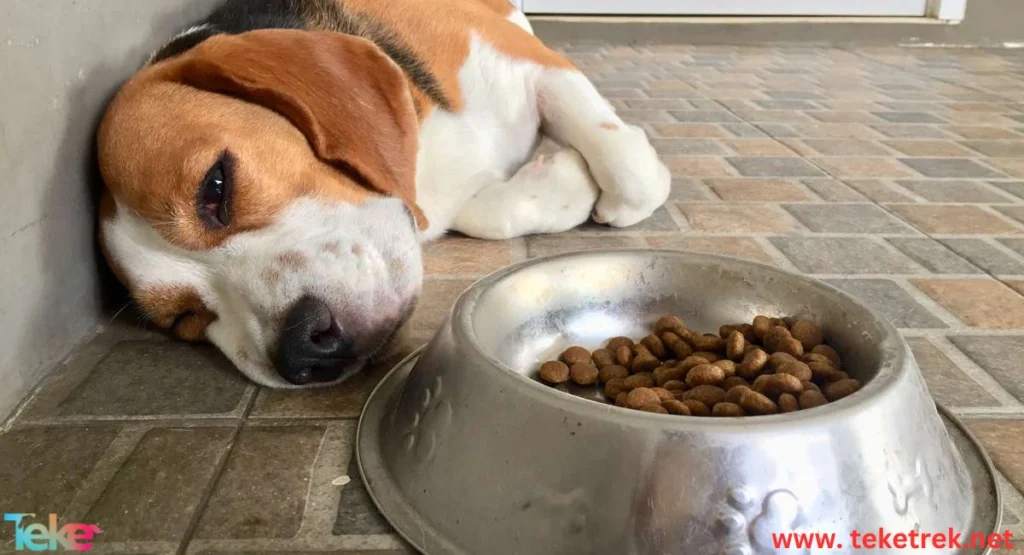 Causes of Loss of Appetite in Dogs