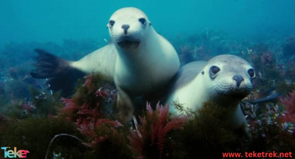 Marine Animals