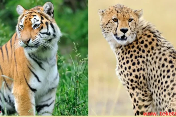 What's the difference between a tiger and a cheetah?