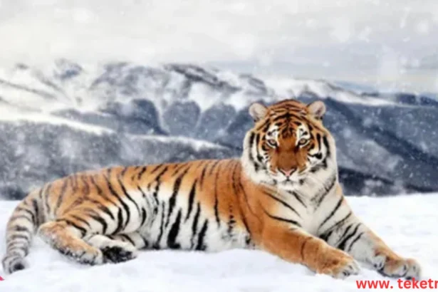 Information about the Siberian Tiger