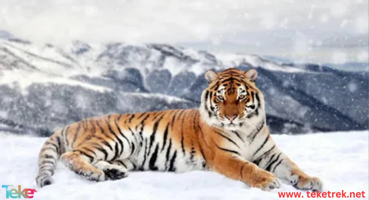 Information about the Siberian Tiger