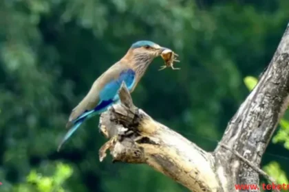 Birds