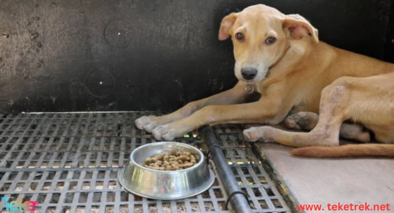 Causes of Loss of Appetite in Dogs