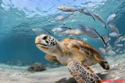Marine Animals