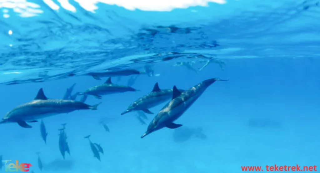 How Do Dolphins Breathe Underwater