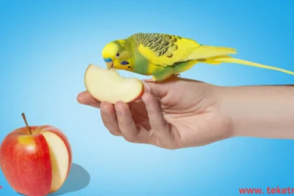What Do Parrots Eat
