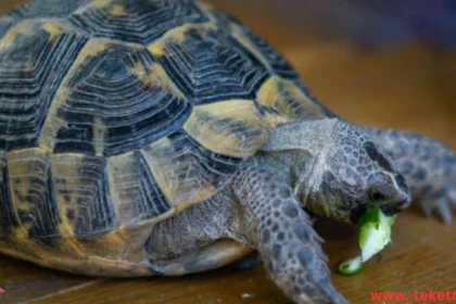 How to Raise Turtles at Home