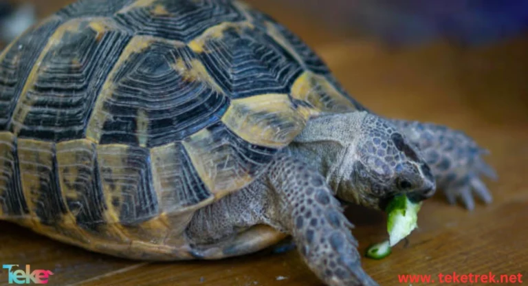 How to Raise Turtles at Home