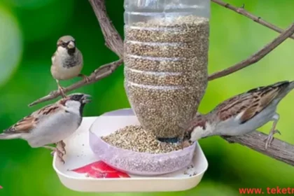 Best Feeds for Birds and Reptiles
