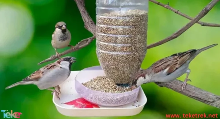 Best Feeds for Birds and Reptiles