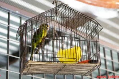Types of Cages for Pet Birds