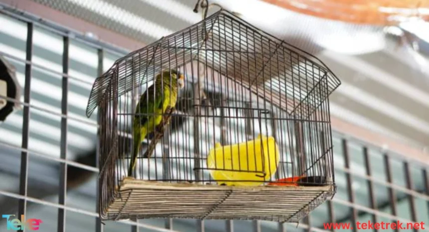 Types of Cages for Pet Birds
