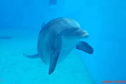 How Do Dolphins Breathe Underwater