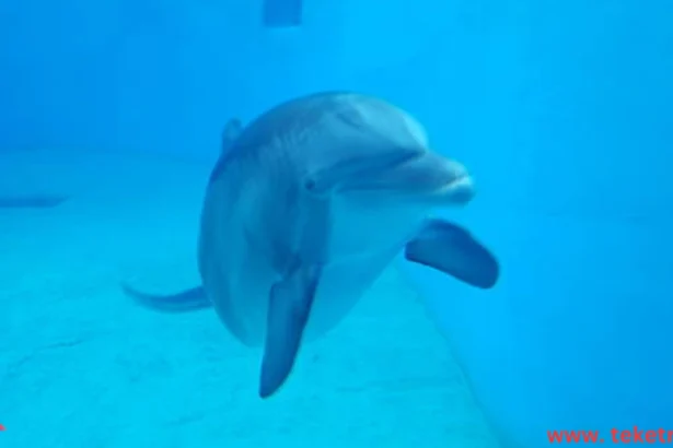 How Do Dolphins Breathe Underwater