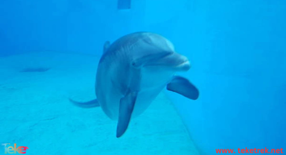 How Do Dolphins Breathe Underwater
