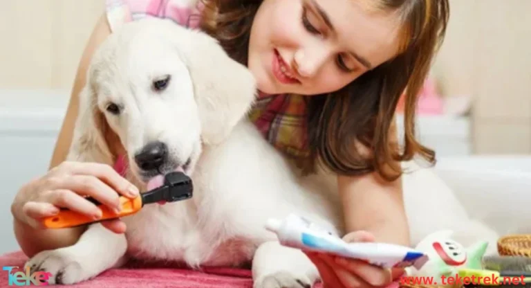 Pet Dental Cleaning Tips