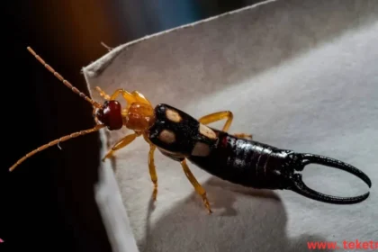 earwig
