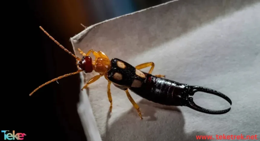 earwig